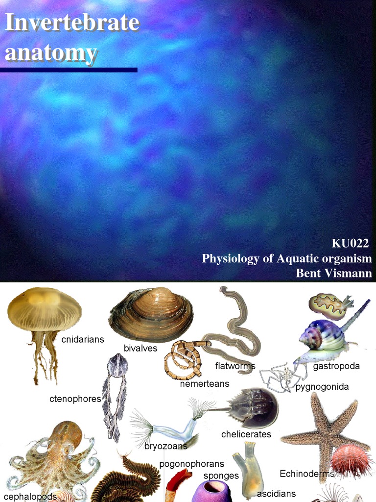 Anatomy of Bivalves and Crustaceans Bivalvia Stomach