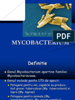 Mycobacterium Bacillus A