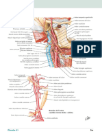 Artères Carotides