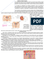 Sistema Urinário e Formação Da Urina