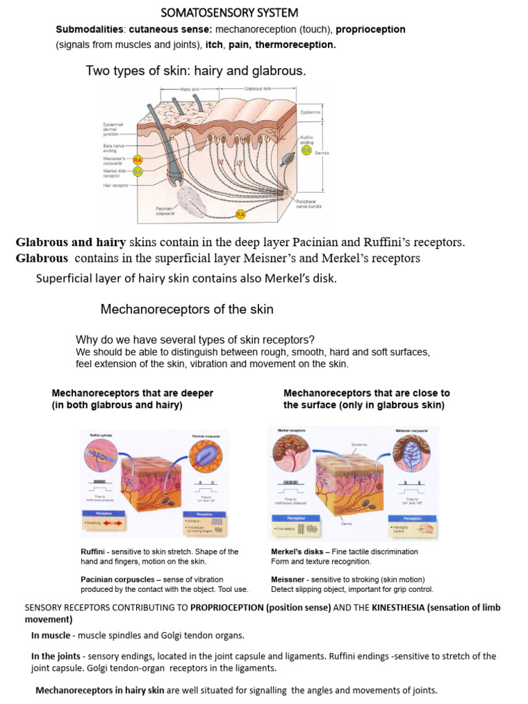 Overview of the Somatosensory System | PDF | Somatosensory System ...