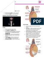 Reproductive System