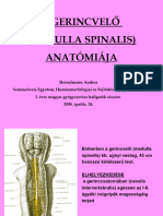 Anatomia