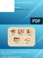 Sistem Indra Pada Manusia