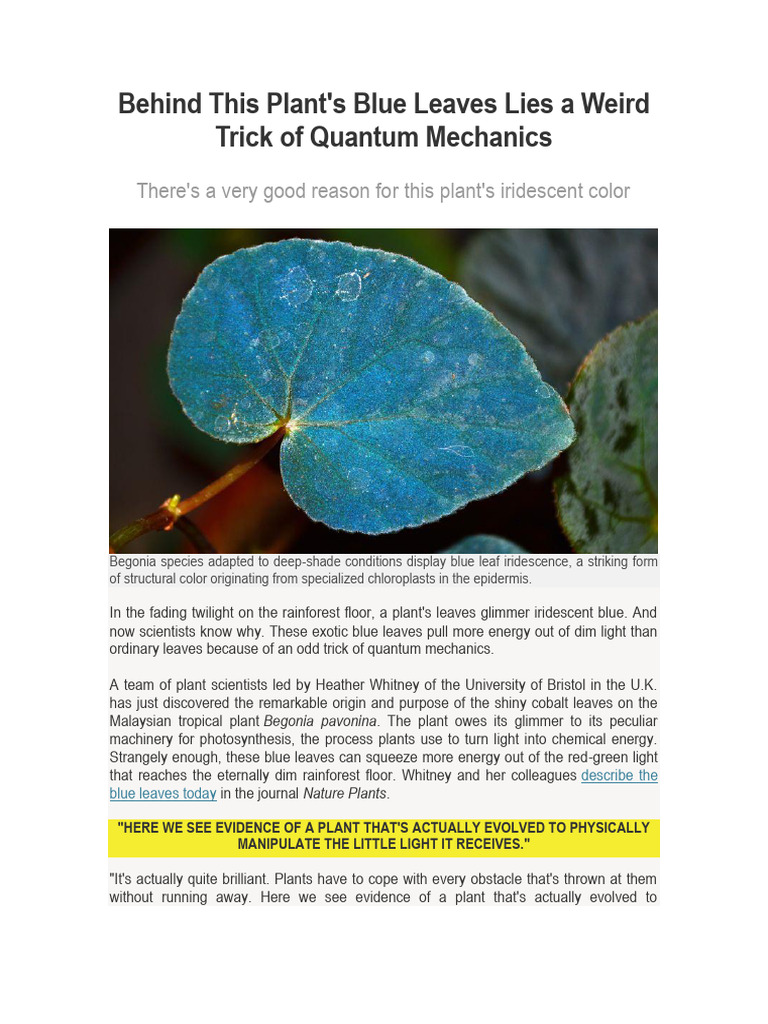 Behind This Plants Blue Leaves Lies A Trick of Quantum Mechanics PDF Photosynthesis