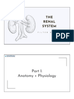 Renal: Anatomy + Physiology