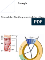 Clase 17 Ciclo Celular (Meiosis) - 2021