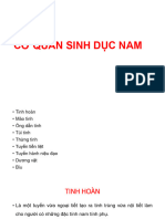 Cơ Quan Sinh D C Nam GP 2 Yk