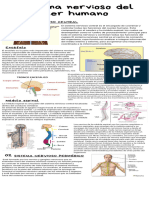 Infografía Sistema Nervioso