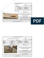 Patología 1 - Merged