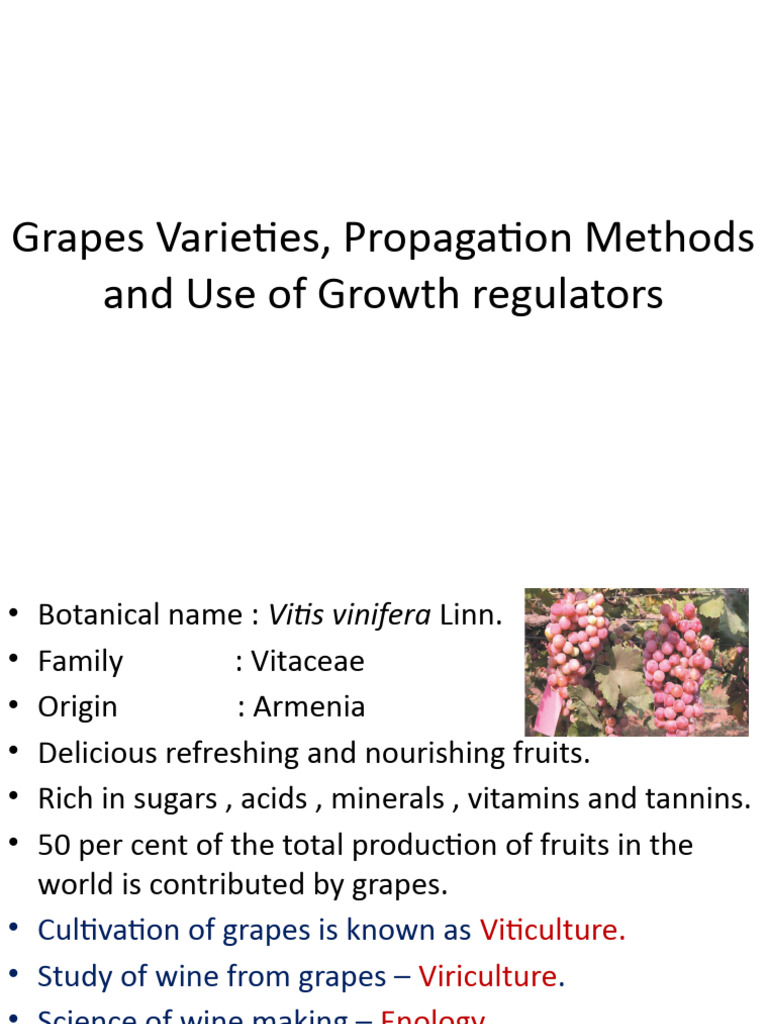 Arka Hans: A Grape Variety Overview | PDF | Grape | Vitis