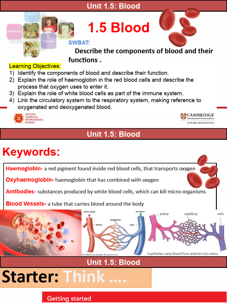 Blood Basics for Students | PDF