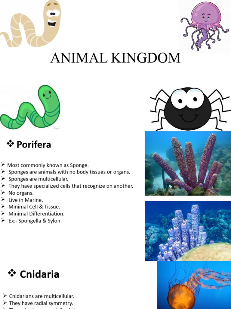 Overview of Animal Kingdom Phyla | PDF | Science & Mathematics
