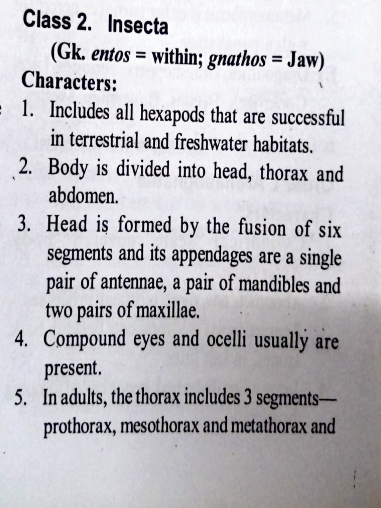 Class Insecta and Compound Eye | PDF | Eye | Insects
