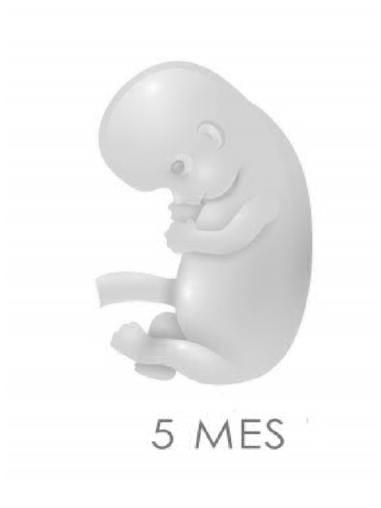 5to Mes | PDF
