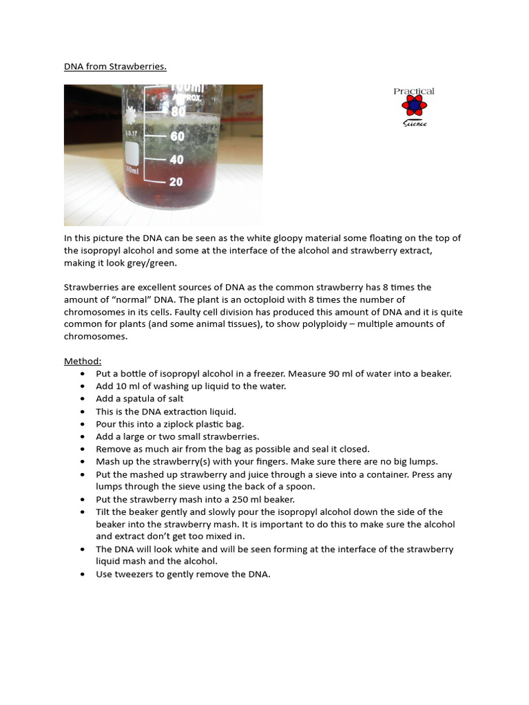 Strawberry Dna Extraction Pdf Dna Nucleic Acid Sequence