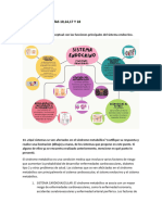 Repuestas Preguntas Morfofisiologia