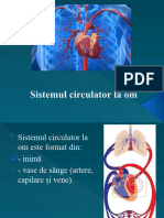 Sistemul Circulator La Om