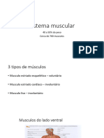 Sistema Muscular EPI