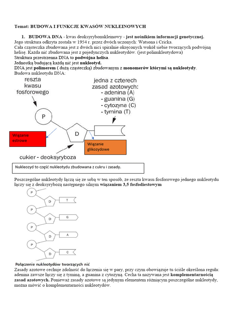 Kartkówka Dna I Rna Klasa 8 DNA I RNA Notatka | PDF