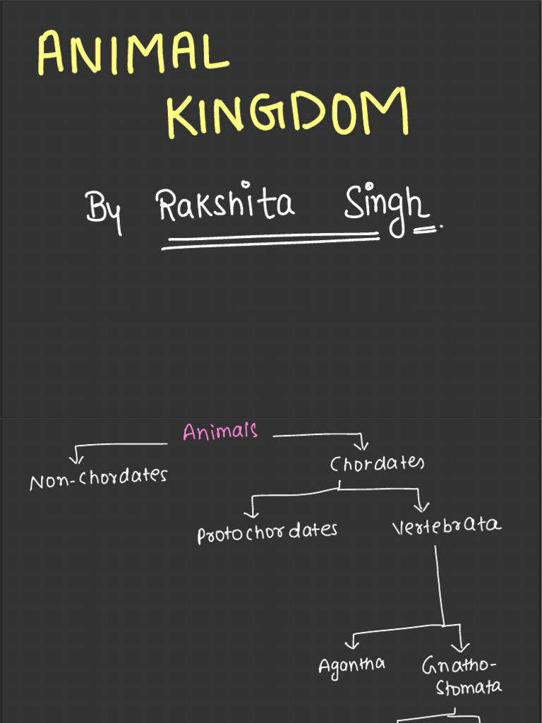 Class 11 Animal Kingdom Overview | PDF | Mollusca | Sponge