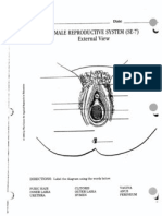 Female Reproduction Systems External