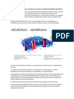 2- POTENCIAL DE MEMBRANAS, POTENCIAL DE ACCION Y COMUNICACIÓN ENTRE NEURONAS