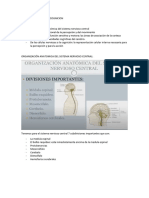 9-La Bese Nerviosa de La Cognicion