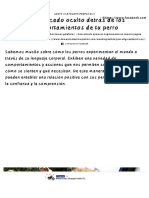 El Significado Oculto Detrás de Los Comportamientos de Tu Perro