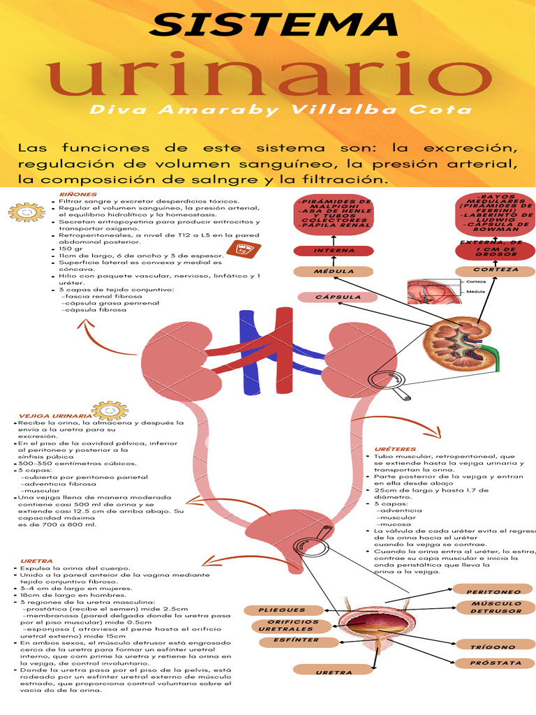 infografia | PDF | Riñón | Morfología (biología)