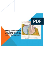 TSH (Tirotrofina) Anatomia2