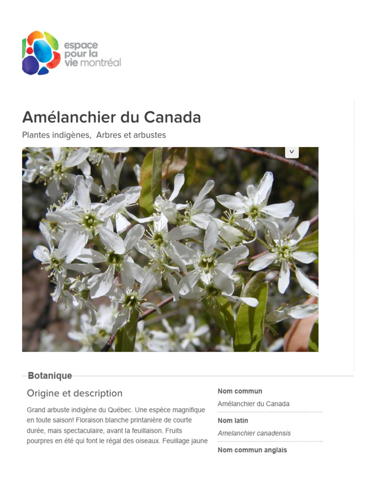 Amélanchier du Canada : Arbuste Indigène | PDF | Maison et jardin