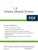 Lesson 1.4 - Urinary (Renal) System