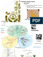 Apunte Teórico Plantas Embryophyta - Briofitas