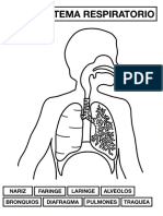 Sistema Respiratorio