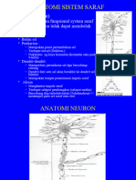 Anatomi Sistem Saraf