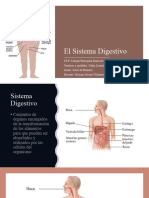 El Sistema Digestivo