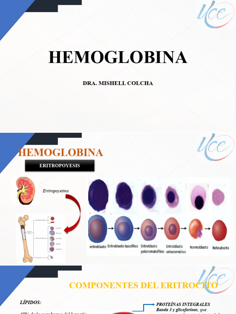 Hemoglobina y Anemia: Guía Completa | PDF | Glóbulo rojo | Biología