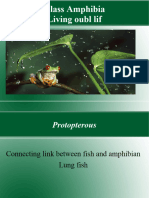 amphibians-160417143715