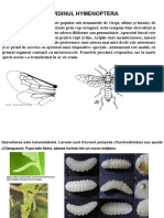 Curs - Clasificarea Insectelor III