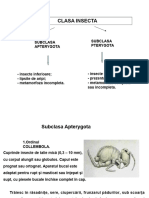 Curs - Clasificarea Insectelor I