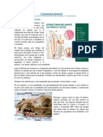 Clase N°2.a_Cronometria dentaria