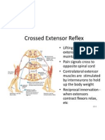 Central Nervous System Part 2