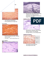 MSK - Lecture Histology Notes