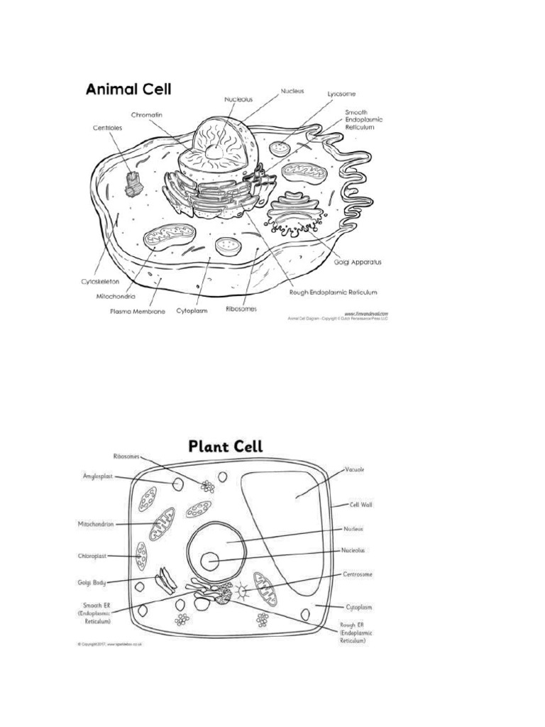 Cells | PDF