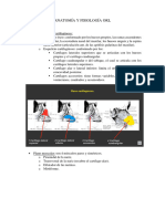 Anatomía y Fisiología Orl