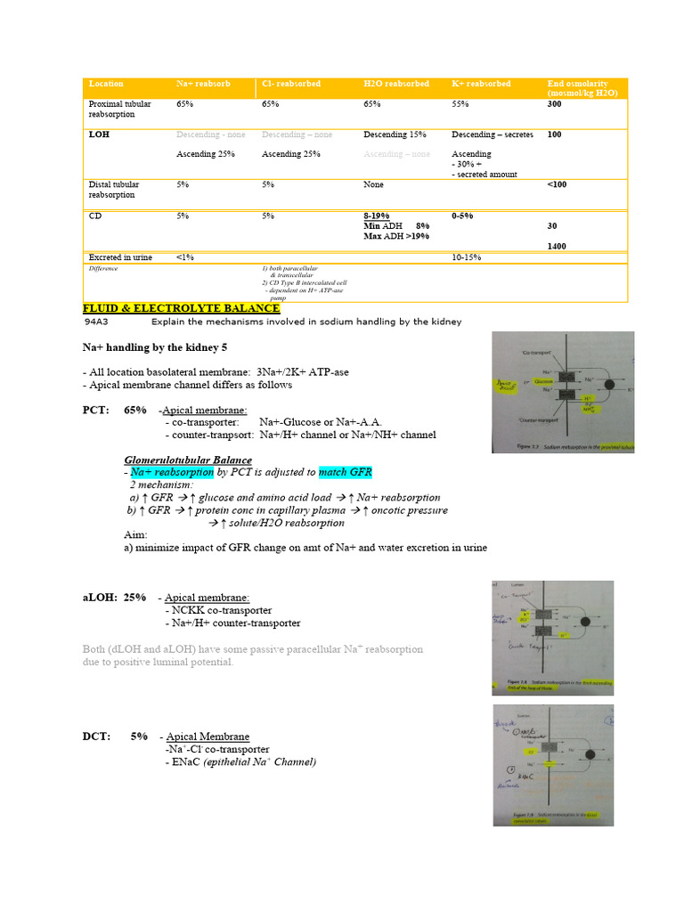D - Water and Electrolyte Balance of Kidney | Download Free PDF ...