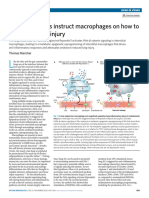 Endothelial Cells Instruct Macrophages On How To Rspond To Lung Injury