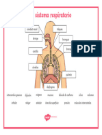 Imagen Del Sistema Respiratorio