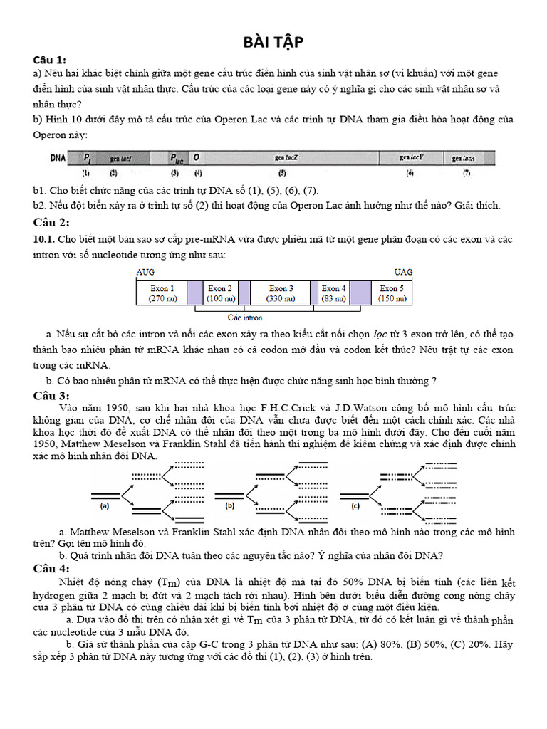 Bài Tập Phân Bào Pdf